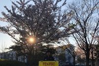 광) 4월 첫째 주 1인 시
